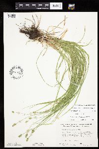 Carex cephalophora image