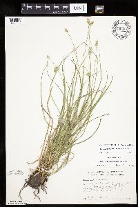 Carex cephalophora image