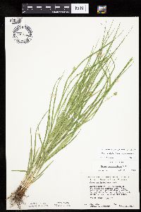 Carex cephalophora image