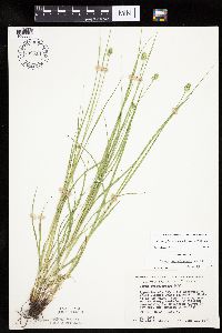 Carex cephalophora image