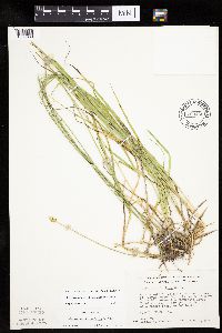 Carex cephalophora image