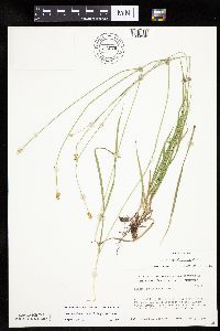 Carex cephalophora image