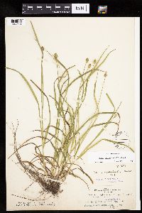 Carex cephalophora image