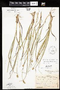 Carex cephalophora image