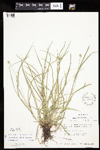 Carex cephalophora image