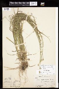 Carex cephalophora image