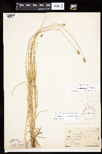 Carex cephalophora image