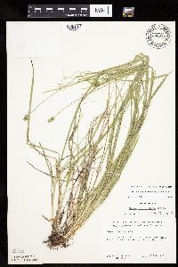 Carex cephalophora image