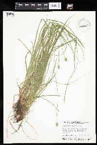 Carex cephalophora image
