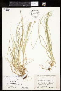 Carex cephalophora image