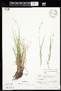 Carex cephalophora image