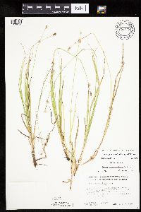 Carex cephalophora image