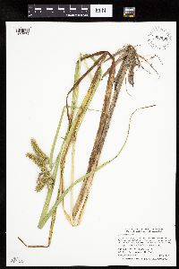 Thumbnail image of current specimen