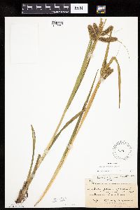 thumbnail image of current specimen