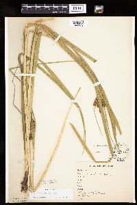 thumbnail image of current specimen