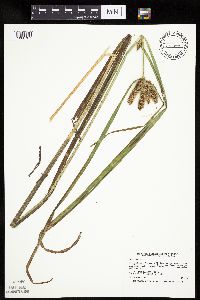 thumbnail image of current specimen