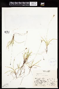Image of Carex concinna