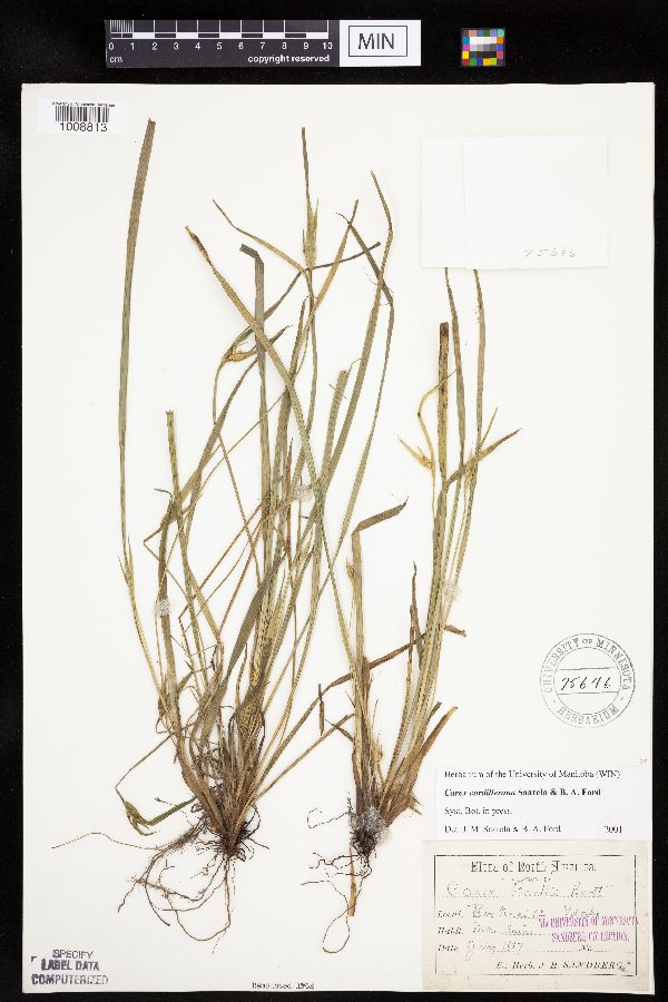Carex cordillerana image