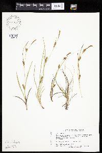 thumbnail image of current specimen