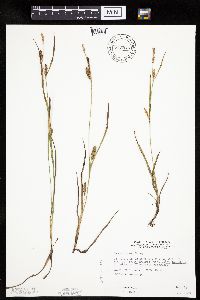 Thumbnail image of current specimen