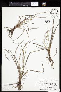 thumbnail image of current specimen