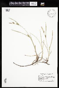 thumbnail image of current specimen