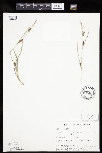 Carex crawei image