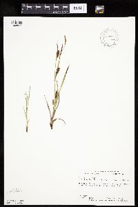 thumbnail image of current specimen