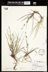 Carex crawei image