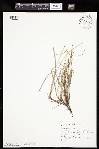 thumbnail image of current specimen