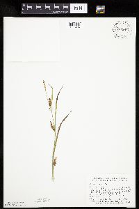 Thumbnail image of current specimen