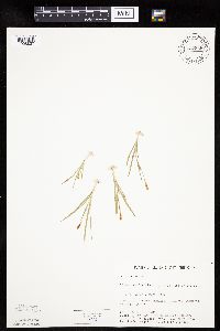 thumbnail image of current specimen