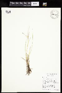 thumbnail image of current specimen