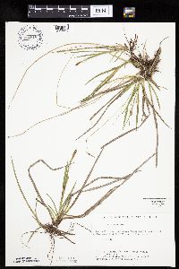 Carex crawei image