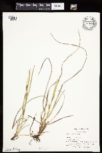 thumbnail image of current specimen
