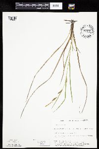 thumbnail image of current specimen