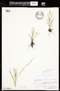 thumbnail image of current specimen