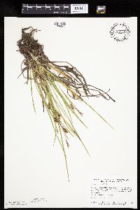 Thumbnail image of current specimen