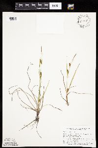 thumbnail image of current specimen