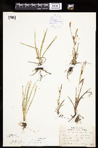 Carex crawei image