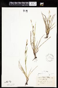 Carex crawei image