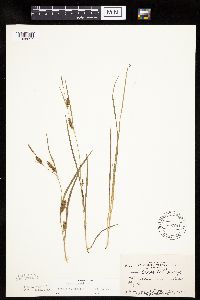 Carex crawei image