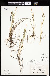 thumbnail image of current specimen