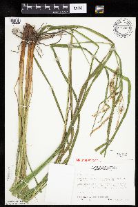 Carex crinita var. crinita image