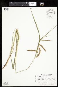 Image of Carex crinita
