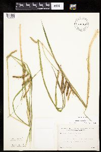 Carex crinita image