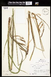 Carex crinita image