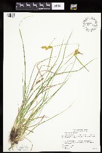 Carex cryptolepis image