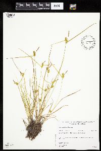 Carex cryptolepis image
