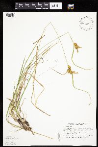Carex cryptolepis image